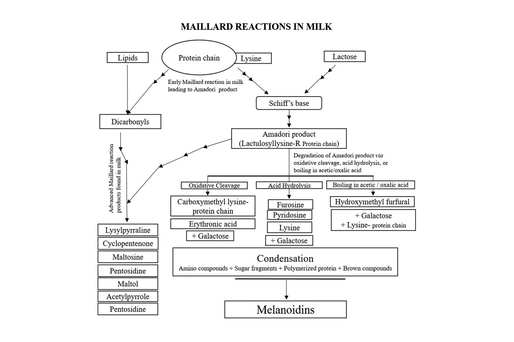 Caramelization Reaction