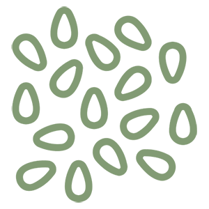 sesame