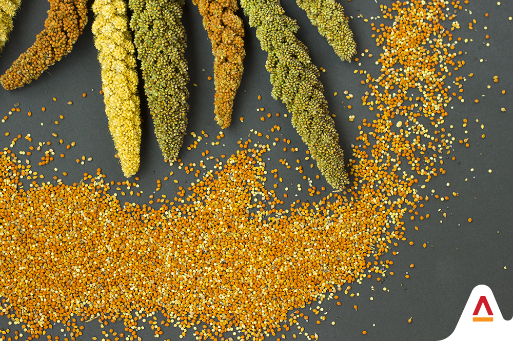 The Sustainable Answer To Today’s Food Market: Millets 