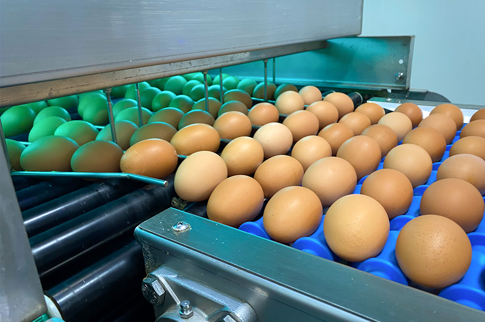 eggs on conveyer